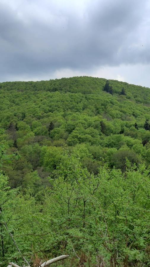 Grüne Glocke Daire Altenau  Dış mekan fotoğraf